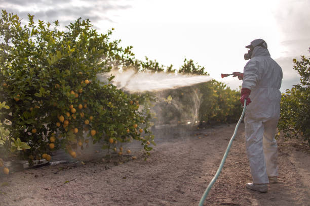 Best Cockroach Control Services  in Lemay, MO