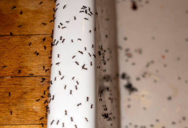 Best Termite Control Services  in Lemay, MO