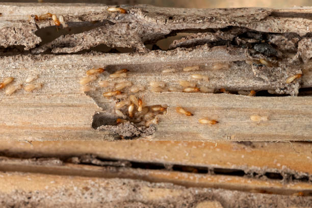 Best Affordable Pest Control Services  in Lemay, MO