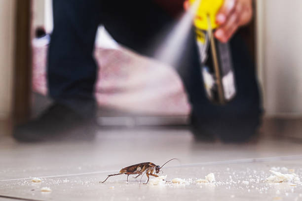 Flea Control Services in Lemay, MO